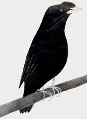 A Bird